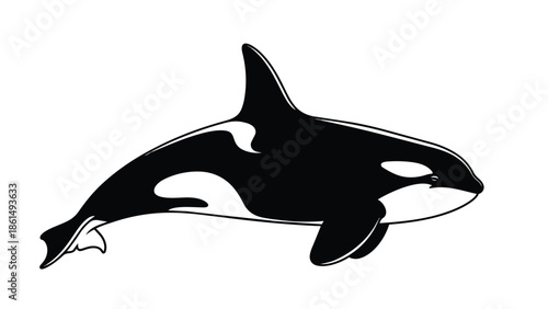 Dynamic black and white vector illustration of a majestic orca, highlighting its iconic contrasting markings and powerful ocean presence, a