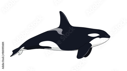 Majestic Killer Whale Digital Illustration Representing Marine Wildlife and Ocean Predators in a Clean Style