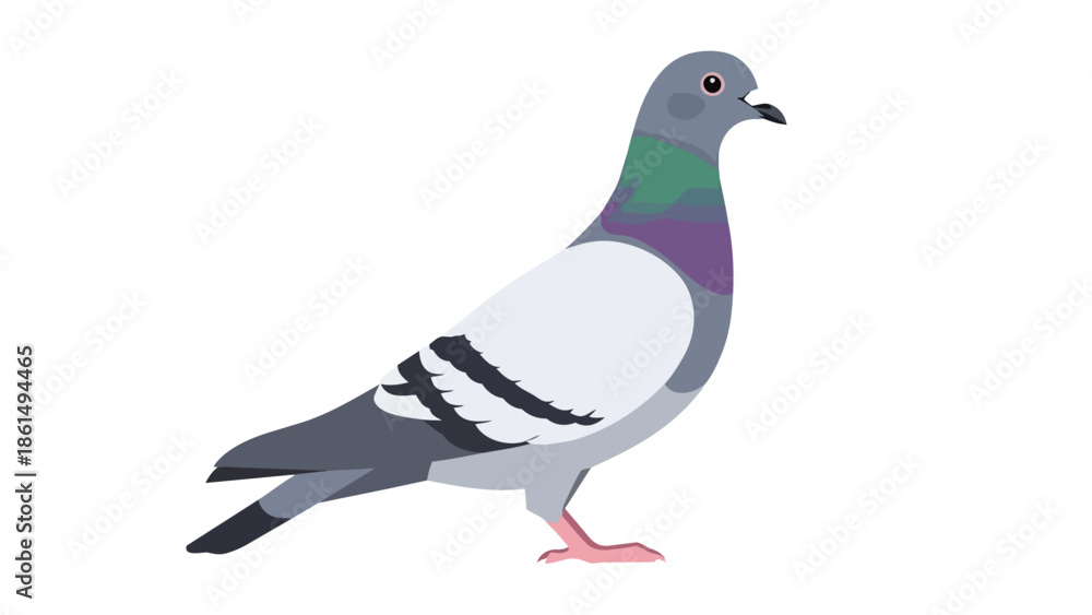 Fototapeta premium Stylized urban pigeon vector art featuring iridescent neck and elegant gray plumage a classic city bird representation