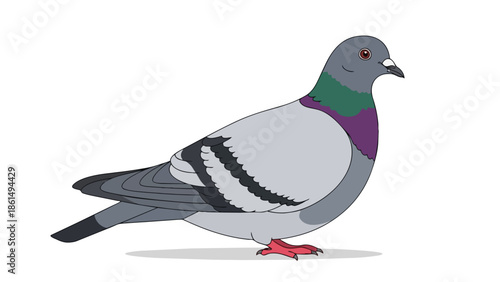 A vibrant cartoon pigeon illustration with detailed feathering and striking neck coloration on a clean white background, suitable for diverse