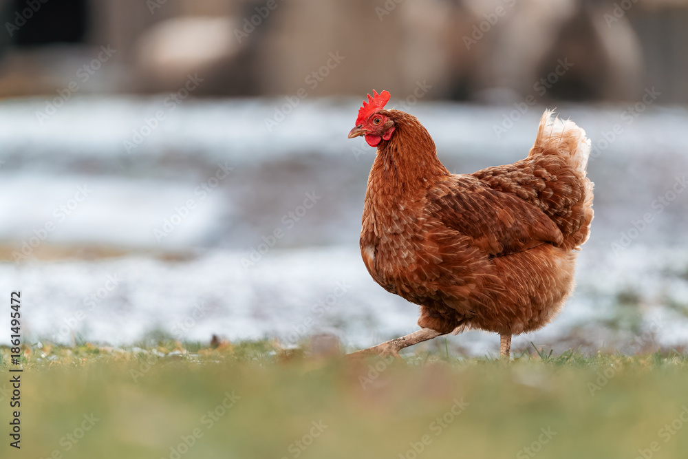 Fototapeta premium A domestic chicken (Gallus gallus domesticus) walks around a farmyard looking for food. The ground is natural with soil and scattered plants. 