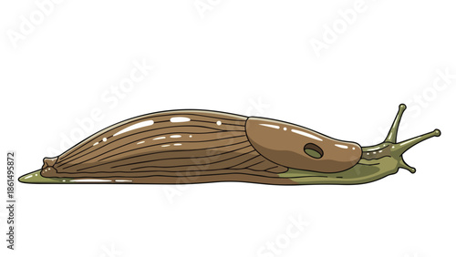 Smooth brown slug illustration with detailed mantle and eye stalks on a clear white background.
