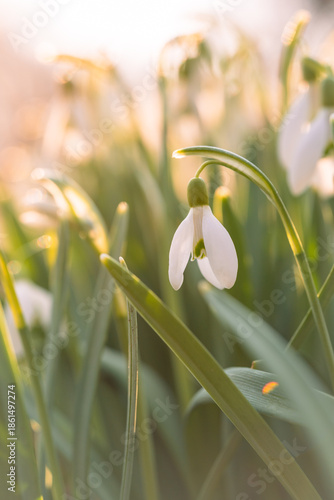 A single snowdrop flower blossoms from the ground at the start of spring. Warm sunlight softly lights the background, highlighting the delicate white petals.