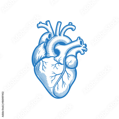 Anatomical illustration of a human heart with detailed arteries and chambers depicted in blue