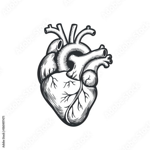 Wallpaper Mural Anatomical illustration of a human heart detailed sketch with veins and arteries visible Torontodigital.ca