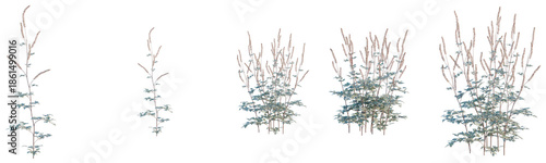 Tableau sur toile Actaea simplex tree, front view, cutout, transparent background, isolate, Wildfl