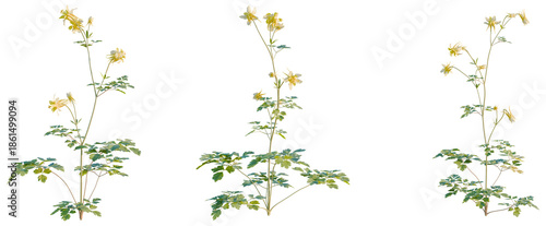 Tablou pe pânză Aquilegia chrysantha tree, front view, cutout, transparent background, isolate,