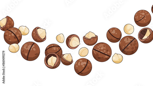 Vector illustration of macadamia nuts, showing whole, cracked, and shelled kernels spread on a white background, emphasizing their natural forms