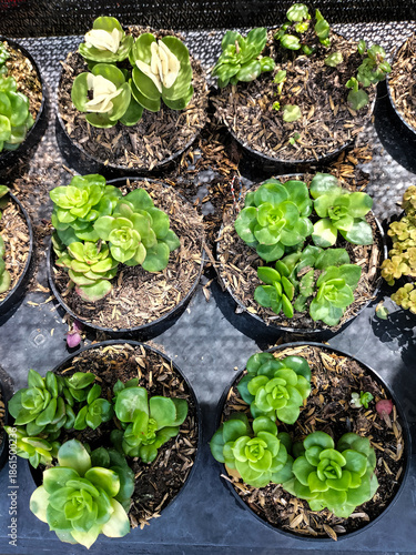 Succulent plant × Sedeveria Jet Beads, known as Jet Beads Stonecrop, grown in a plastic bottle pot. Selective focus. 