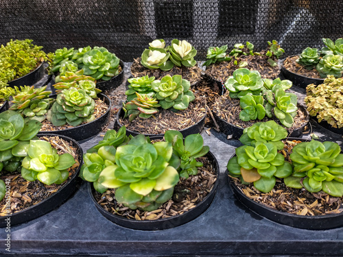 Succulent plant × Sedeveria Jet Beads, known as Jet Beads Stonecrop, grown in a plastic bottle pot. Selective focus. 