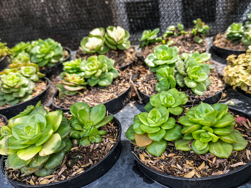 Succulent plant × Sedeveria Jet Beads, known as Jet Beads Stonecrop, grown in a plastic bottle pot. Selective focus. 
