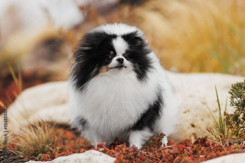 Obraz premium Parti Pomeranian in Autumn Park