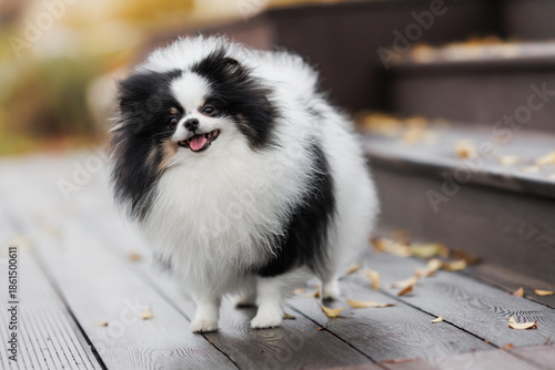 Parti Pomeranian in Autumn Park