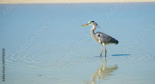 A solitary heron stands in shallow, rippled water, its reflection visible