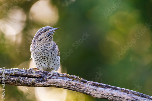A Eurasian wryneck (Jynx torquilla) stands on a branch and turns its head to observe the surroundings. The background is softly blurred in green tones.