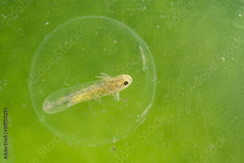An unborn axolotl (Ambystoma mexicanum) is visible curled inside a clear egg. The egg floats in water surrounded by green aquatic plants.