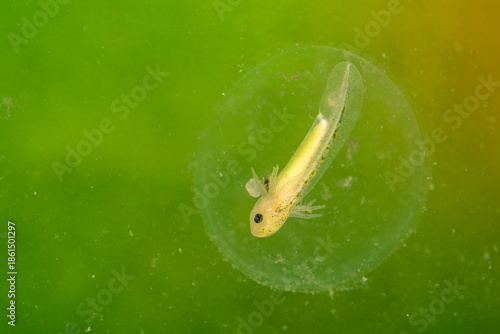 An unborn axolotl (Ambystoma mexicanum) is visible curled inside a clear egg. The egg floats in water surrounded by green aquatic plants.