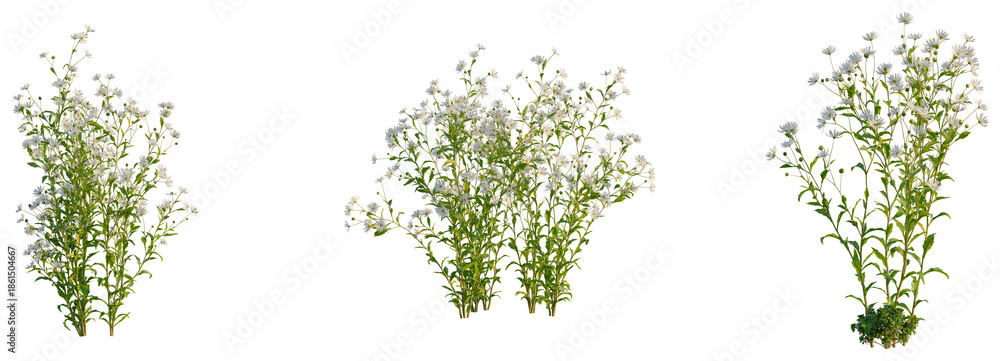 Fototapeta premium Kalimeris indica tree, front view, elevation, cutout, isolate, Elegant set of white wildflowers on transparent background for design