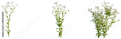 Kalimeris indica tree, front view, elevation, cutout, isolate, Isolated green plants with white flowers on transparent background