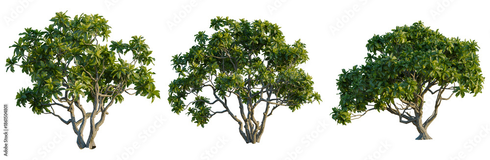 Obraz premium Messerschmidia argentea tree, front view, elevation, cutout, isolate, Three green trees with lush foliage on transparent background