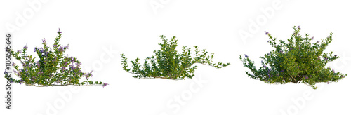 Vitex trifolia tree, front view, elevation, cutout, isolate, Vibrant green bushes with purple flowers isolated on transparent background