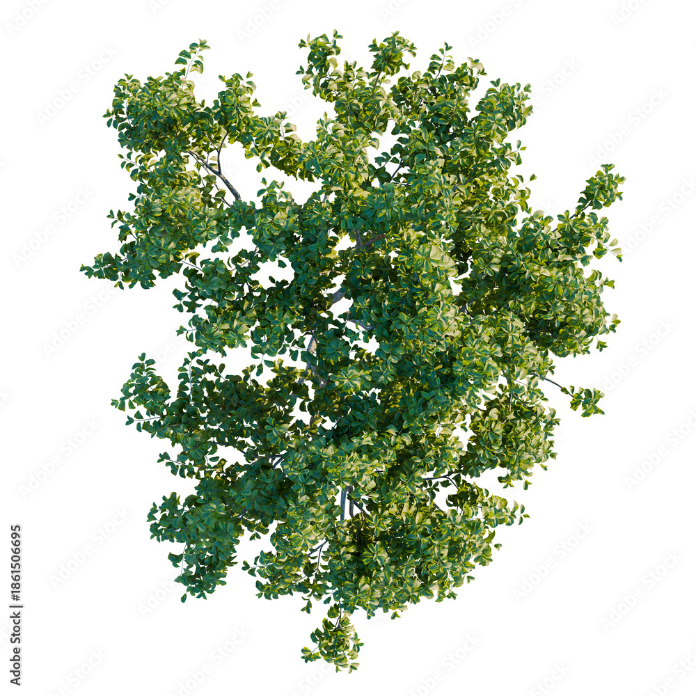 Obraz premium Cephalanthus occidentalis tree plan, top view, cutout, transparent background, isolate, Lush Green Tree Canopy, Natural Foliage, Vibrant Plant Life, Botanical Elements, Forest Texture, Outdoor Scene
