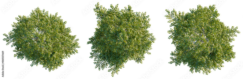 Obraz premium Swida walteri tree plan, top view, cutout, transparent background, isolate, Lush Green Trees, Top View, Botanical Elements, Natural Foliage, Perfect for Landscape Design and Digital Art