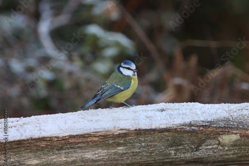 Blue Tit (Cyanistes caeruleus) looking for food on a cold frosty morning.