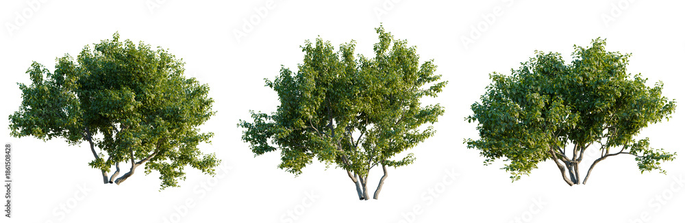 Obraz premium Cephalanthus occidentalis tree plan, top view, cutout, transparent background, isolate, good for architecture visualization, Lush Green Trees, Botanical Elements, Nature's Beauty, Vibrant Foliage