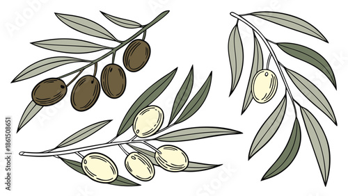 A detailed illustration showcasing olive branches with various olives in a striking black and white silhouette