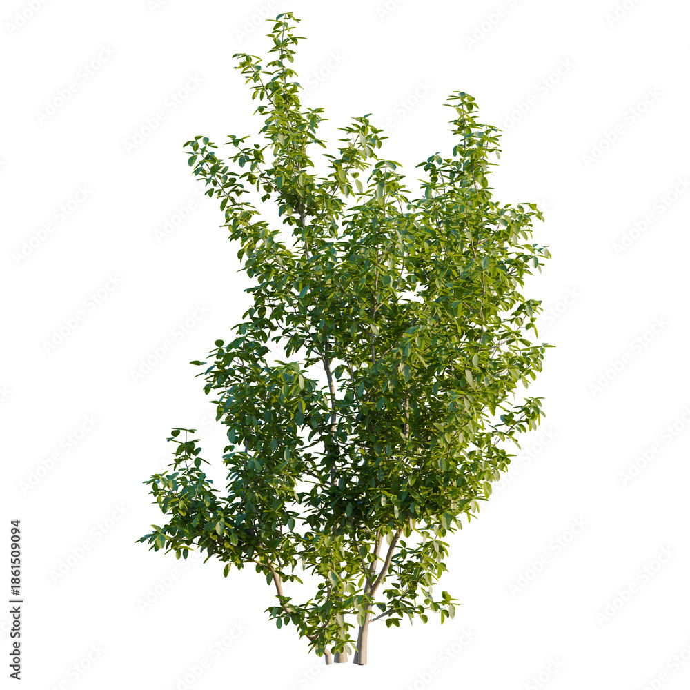 Obraz premium Melicoccus bijugatus tree plan, top view, cutout, transparent background, isolate, good for architecture visualization, Lush Green Tree, Vibrant Foliage, Natural Beauty, Plant Life