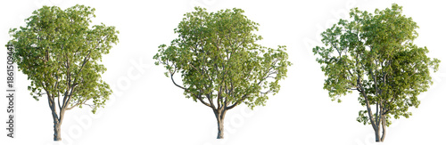 Quercus macrocarpa tree plan, top view, cutout, transparent background, isolate, good for architecture visualization, Three lush green trees, botanical illustration, nature's beauty, vibrant foliage