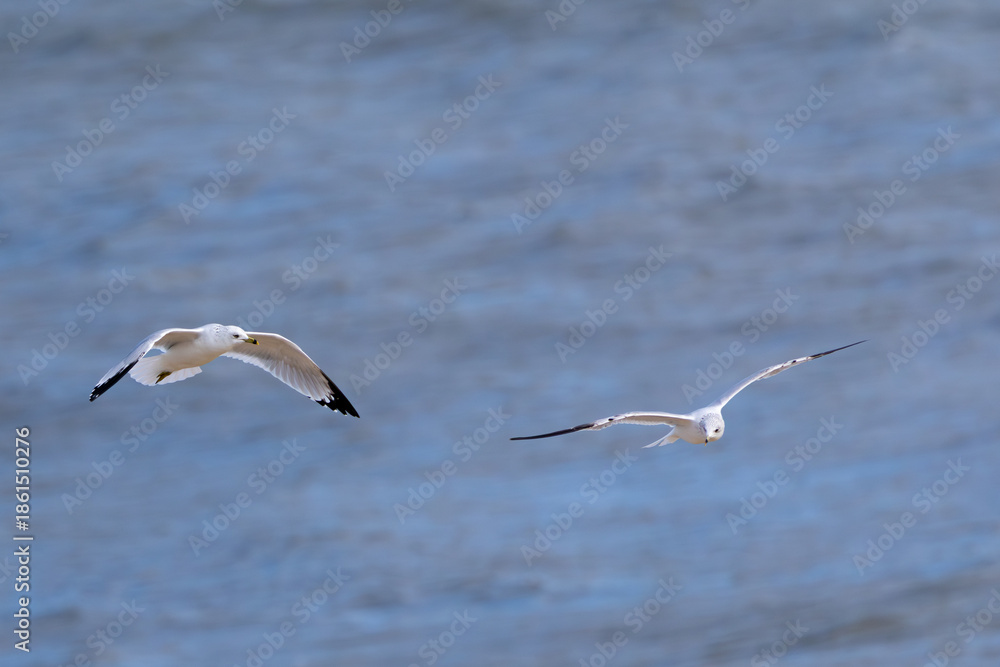 Fototapeta premium Pair of acrobatic seagulls flying in the wind