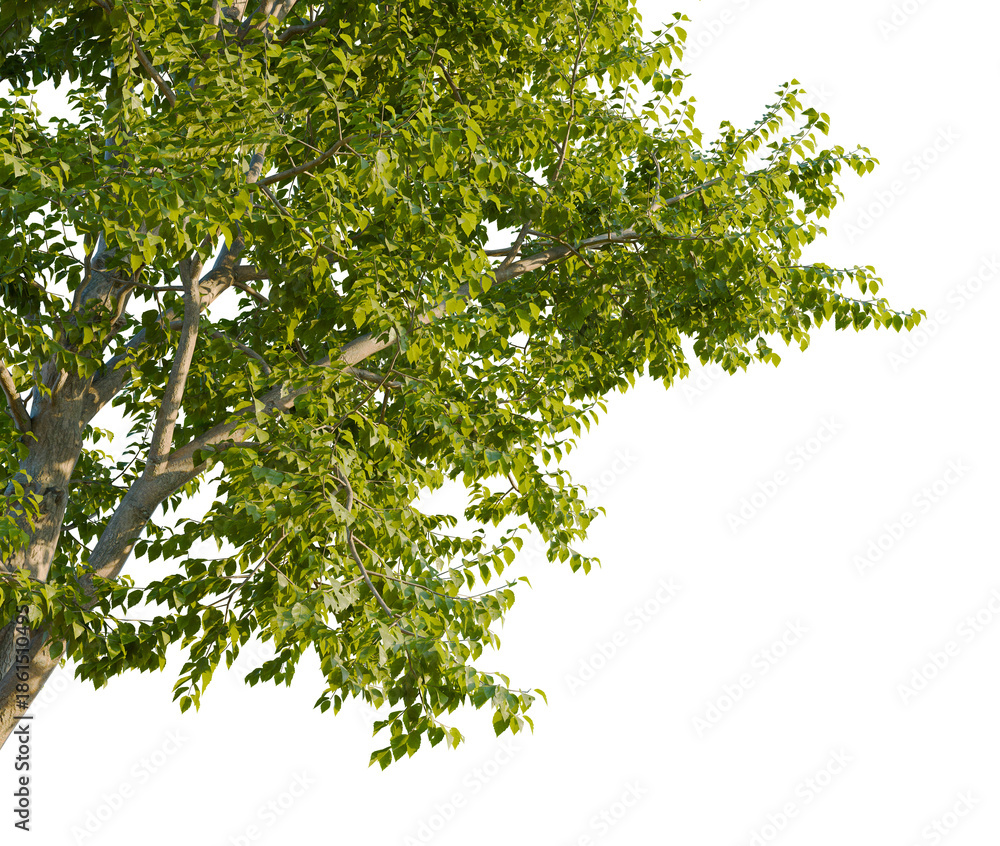 Fototapeta premium Hamamelis virginiana tree, corner view, cutout, transparent background, isolate, good for architecture visualization, Green tree branch with leaves, natural foliage, plant life, spring season