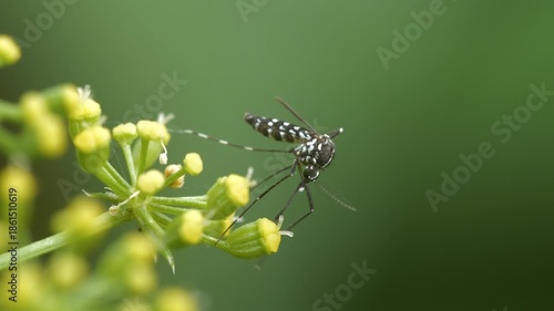 Close-up footage of the mosquito that causes infectious diseases.