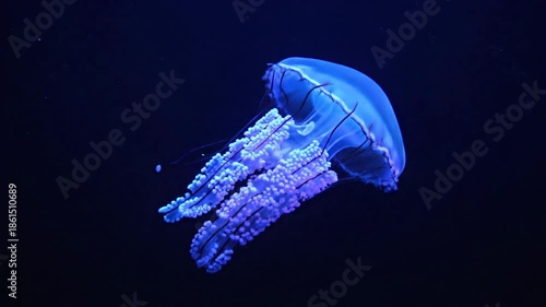 Bioluminescent jellyfish floats in deep, dark water