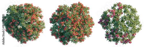 Plumeria rubra tree plan, top view, cutout, isolate, good for architecture visualization, Vibrant flowering bushes with lush green leaves and colorful blooms