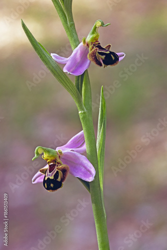 bee orchid plant in blooming, Ophrys apifera, Orchis apifera, Orchidaceae