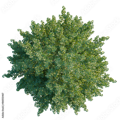 Tilia europaea tree plan, top view, cutout, isolate, good for architecture visualization, Lush green tree with dense foliage on transparent background