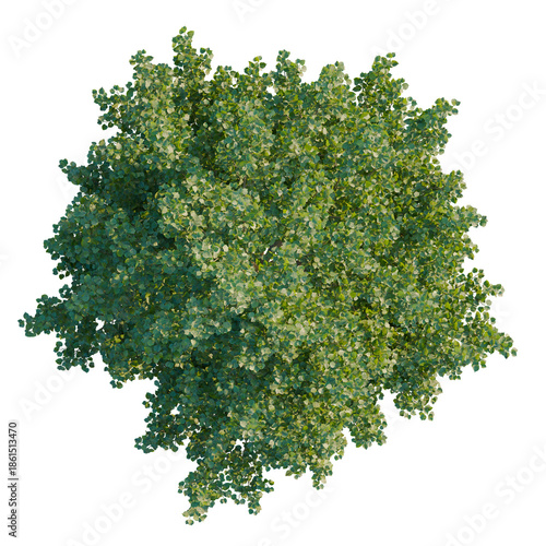 Fotografie Tilia europaea tree plan, top view, cutout, isolate, good for architecture visua