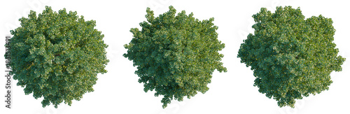 Bild auf Leinwand Tilia europaea tree plan, top view, cutout, isolate, good for architecture visua