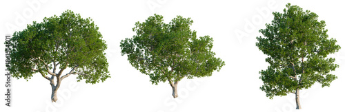 Fotografie Quercus ilex tree, front view, cutout, isolate, Elevation good for architecture