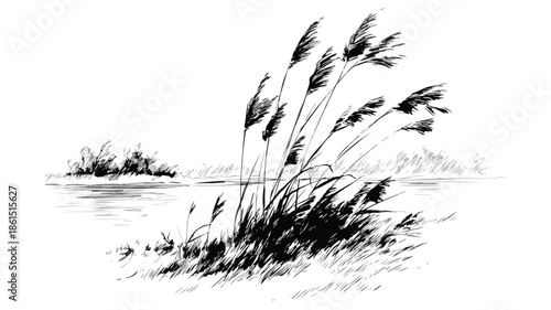 Detailed Sketch of Reeds by River Vector with Isolated Outline