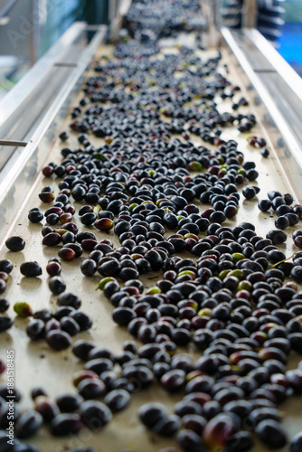 Ripe black kalamata olives on sorting conveyor belt in olive oil factory