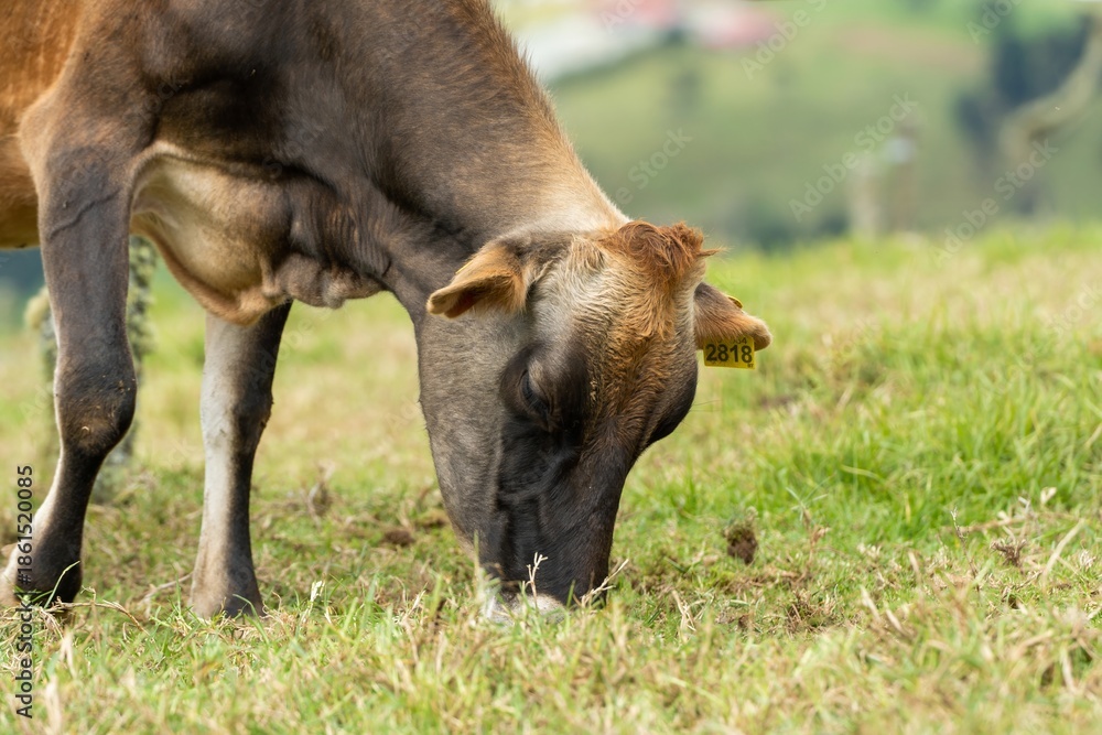 Fototapeta premium Jersey cow with identification tag 2818 grazing in high-altitude meadows