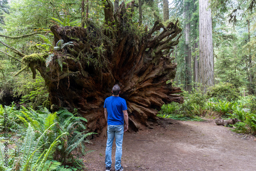 Lone man looking up at the roots of a fallen redwood tree