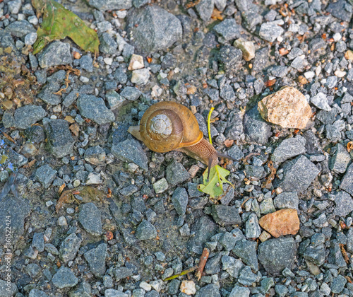Grand Globe Snail Eating a Leaf