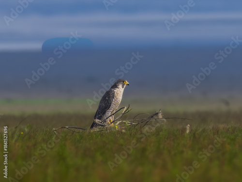 Peregrine falcon in the field 