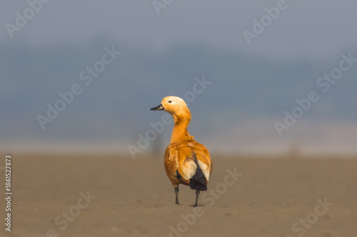 Ruddy shelduck on river banks 