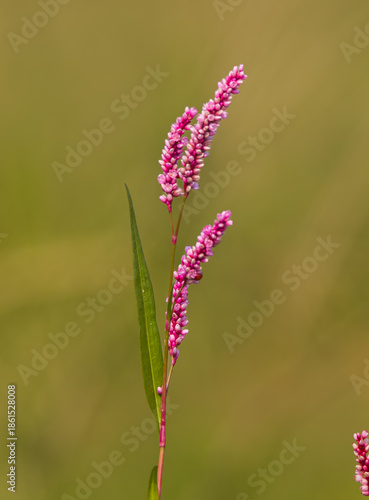  Wildflower on the field